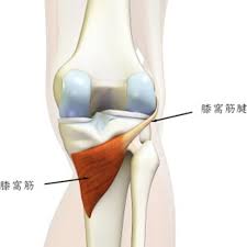 4. 膝窩筋のストレッチと強化法
