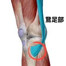 鵞足炎について知ろう
